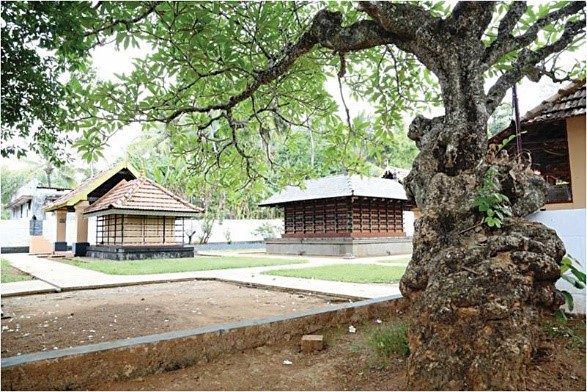 GL_Arali_Tree